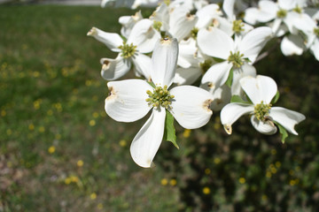 Missouri Spring: Flowering Dogwood