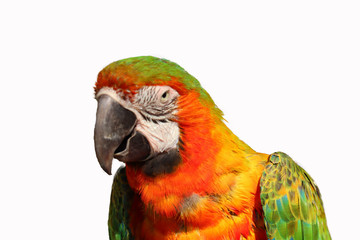 macaw parrot isolated