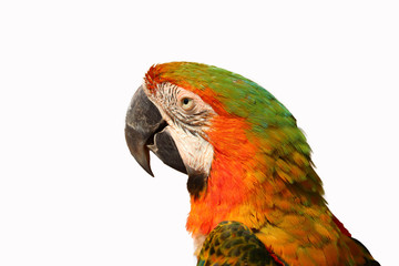 macaw parrot isolated
