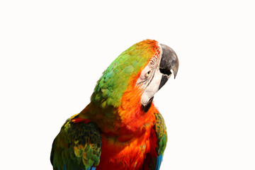 macaw parrot isolated