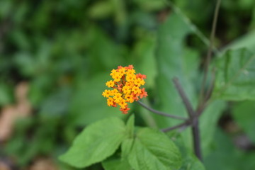orange flower closetup
