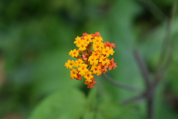 orange flower closetup