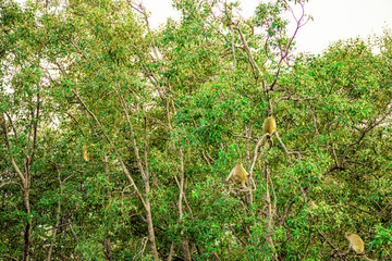 Fototapeta na wymiar Green tree with A herd of monkeys catch on branch of tree, Mangroves tree forest with sunset sky on the coast of sea, Landscape green tree on seaside