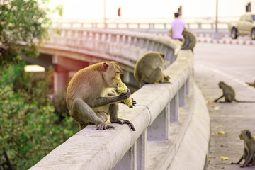 Herd of monkeys are eating the corn on the bridge beside the sea with sunset sky background, Cute monkey animal on coast of sea, in Thailand
