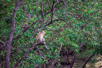 Naklejka na ściany i meble A herd of monkeys catch on branch of tree beside the sea, Mangroves tree forest with sunset sky on the coast of sea, Landscape green tree on seaside