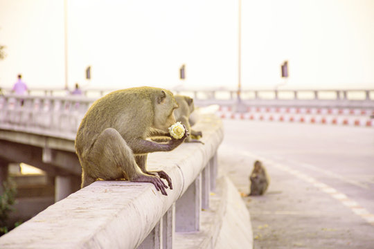 Herd of monkeys are eating the corn on the bridge beside the sea with sunset sky background, Cute monkey animal on coast of sea,  in Thailand