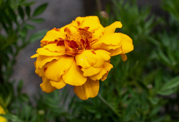 A yellow flower growing