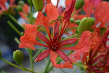 red flower closeup tropical panama