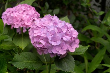 初夏の花のアジサイ／左から濃いピンクの紫陽花が２輪