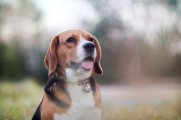 Portrait of a beagle dog sitting outdoor in the park.