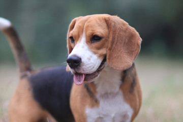 Portrait of a cute beagle dog outdoor in the park.