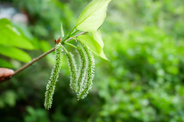 Mulberry tree. Green long fruits mulberries on the branch.