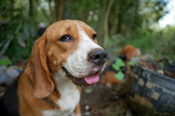 Portrait of beagle dog.