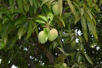 Mangro fruit tree green 
