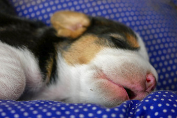 Close up mouth of a puppy beagle dog while sleeping well in blue dog bed.