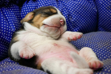 Puppy beagle dog sleeping rest well in blue dog bed.