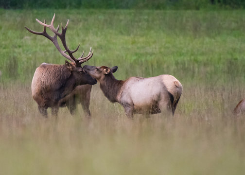 Bull and Cow Elk Nuzzle