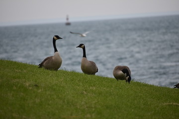 goose on field with ocean background