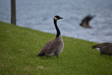 goose on field with ocean background