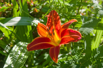 Fototapeta premium 忘れ草 ノカンゾウ（もしくはホンカンゾウ）