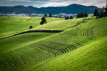 Obraz premium Ribbons of newly planted wheat in the Palouse region of Washington