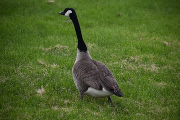 goose on field with ocean background