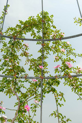 柵に絡みついている薔薇