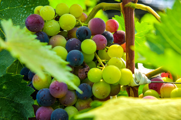 Grape growing in vineyard