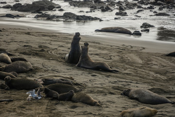 Male Elephant Seals Fight