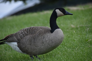 goose on field with ocean background