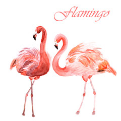 Watercolor couple of pink flamingos isolated on a white background