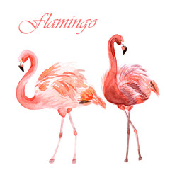 Watercolor couple of pink flamingos isolated on a white background