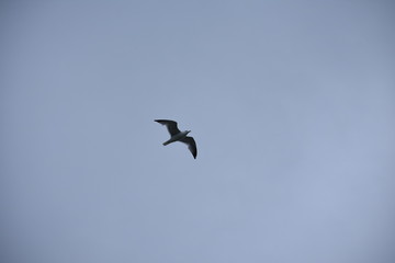 flying bird on the city freedom