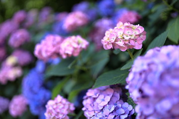 飛鳥山公園の紫陽花