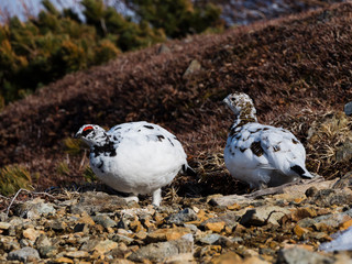 ライチョウのつがい(rock ptarmigan)