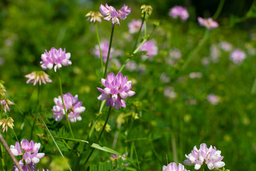 Pink wildflowers