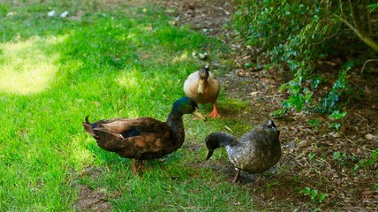 ducks on the grass