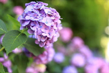 飛鳥山公園の紫陽花