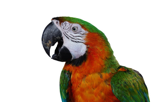  Horizontal parrot on a clean white background, clean eyes