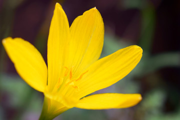 The flower of a yellow lily growing in a summer garden