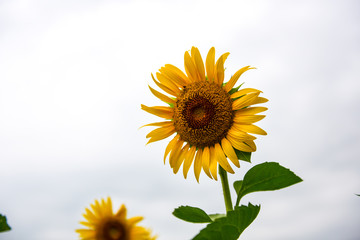 Obraz premium Sunflowers growing in farmland