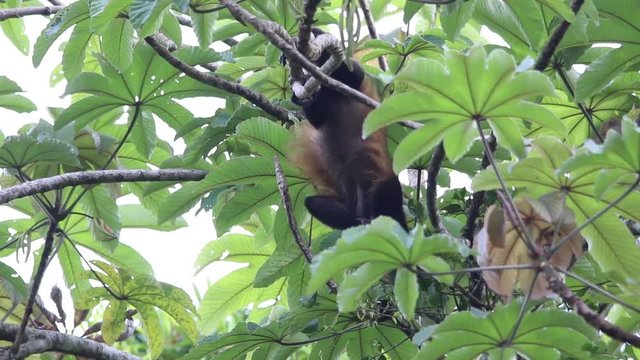 Mexican howler monkey hanging in the trees
