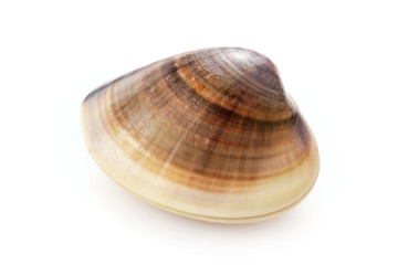 はまぐり　Hard clam