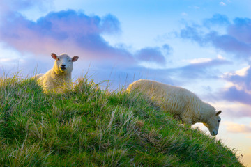 Low point of view of lamb looking over grassy hill against cloudy sky. © Brian Scantlebury