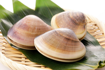 はまぐり　Hard clam