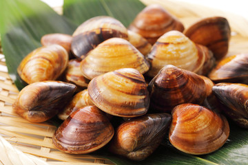 はまぐり　Hard clam