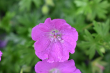 collorful flower photo 