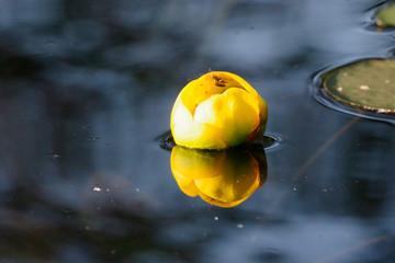 yellow lily pad flower