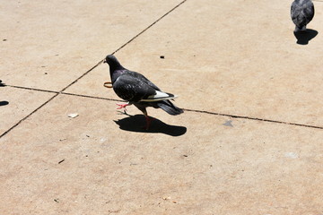 bird metropolitan black
