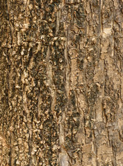 The outer shell of the tree,texture bark